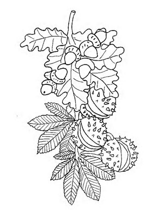 Plansa de colorat cu Frunze 14 6